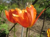Пестрый тюльпан