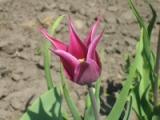 Сиреневый тюльпан